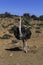 African common ostrich wild bird close-up. South Africa