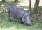 African Common Warthog