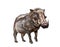 African common warthog, Abyssinian Phacochoerus africanus