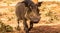 African Common Warthog Savanna Running