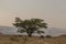 African community meeting under a tree.