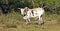 african cow pictures