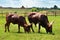 African cow Watusi