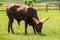 African cow Watusi