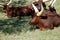 African cows or Ankole-Watusi sleeping in grassland