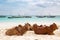 African cows are resting on the beach