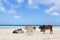 African cows are resting on Nungwi beach, Zanzibar, Tanzaia, Africa.