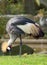 African Crane