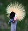 African crane with head plumage