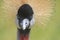 African crane looking at the  photografer