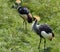 African Crested Crane