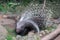 African Crested Porcupine