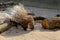 African Crested Porcupine Hystrix Cristata