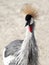 African Crested Stork