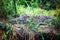 African crocodile in Murchison falls National Park, Uganda