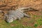 African Crocodile resting