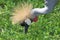 African crown crane 2