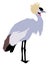 African crowned crane