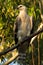 African Crowned Eagle