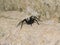African Ctenidae genus Wandering spider