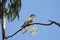 African cuckoo Cuculus gularis