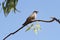 African cuckoo Cuculus gularis