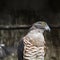 African cuckoo-hawk