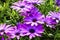 African Daisies close-up.