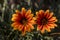 African daisies or gazania orange color flowers