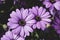 African daisies or Osteospermum or Daisy bushes plant with open blooming