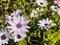African daisies under bright sunshine, close up view.