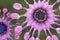 African Daisy