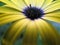 African Daisy