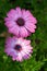 African daisy