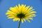 African Daisy from below