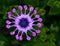 African Daisy flower