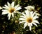 African Daisy Flowers