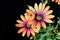 African Daisy flowers sparkling in the sunlight