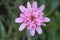 African Daisy in garden Osteospermum Ecklonis