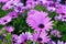 African daisy meadow in full bloom