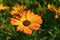 African Daisy Orange Symphony