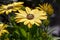 African Daisy Osteospermum ecklonis in full bloom - stock photo