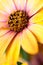 African daisy, Osteospermum, flower head in vivid orange yellow