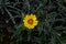 African daisy, Osteospermum. Purple flowering in garden plant