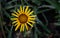 African daisy, Osteospermum. Purple flowering in garden plant