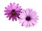 African Daisy Osteospermum Soprano Purple flower, a bushy, evergreen, tender, perennial with a rich lavender purple colour adorned