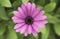 African daisy or shrubby daisy