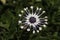 `African Daisy Whirligig or Whirlygig` flower - Osteospermum `Whirligig`
