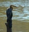 African Darter