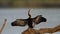 African Darter ( Anhinga rufa) Pilanesberg Nature Reserve, South Africa